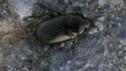 Thumbnail 375360 A