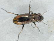 Thumbnail 375361 B