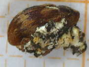Thumbnail 375362 B