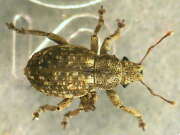 Thumbnail 375372 B