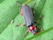 Thumbnail 375497 B