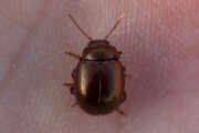 Thumbnail 375511 A