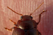 Thumbnail 375511 B