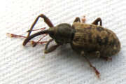Thumbnail 375567 B
