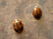 Thumbnail 375577 B