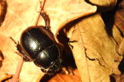 Thumbnail 375605 A