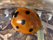 Thumbnail 375857 A
