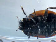 Thumbnail 375857 B