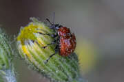 Thumbnail 375941 A