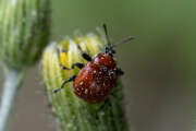 Thumbnail 375941 B