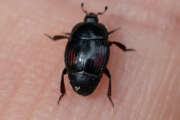 Thumbnail 375947 B