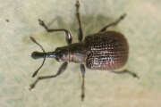 Thumbnail 375952 A