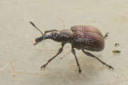 Thumbnail 375952 B
