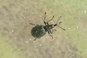 Thumbnail 375958 A