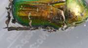 Thumbnail 375971 B