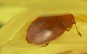 Thumbnail 375985 B