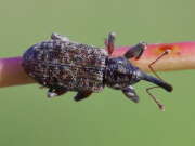 Thumbnail 376023 B
