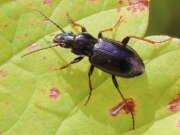 Thumbnail 376034 A