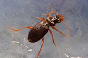 Thumbnail 376070 A