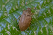 Thumbnail 376081 A
