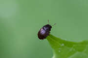 Thumbnail 376082 A