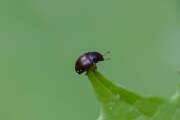 Thumbnail 376082 B
