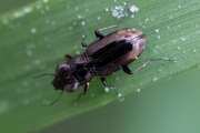 Thumbnail 376083 A