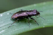 Thumbnail 376083 B