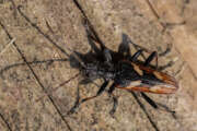 Thumbnail 376084 B