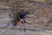 Thumbnail 376085 A