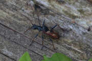 Thumbnail 376085 B