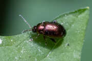 Thumbnail 376086 A
