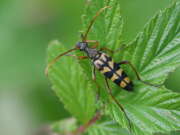 Thumbnail 376090 A
