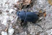 Thumbnail 376098 A