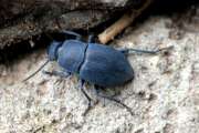 Thumbnail 376098 B