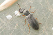 Thumbnail 376109 B