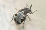 Thumbnail 376111 A