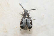 Thumbnail 376111 B