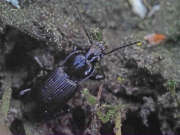 Thumbnail 376136 A