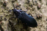 Thumbnail 376145 A