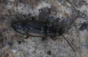Thumbnail 376147 A