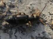 Thumbnail 376147 B
