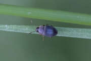 Thumbnail 376203 B