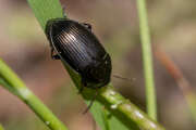 Thumbnail 376204 B