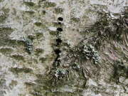 Thumbnail 376262 B