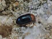 Thumbnail 376279 B
