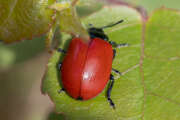 Thumbnail 376429 B