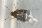 Thumbnail 376446 B