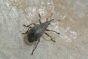 Thumbnail 376475 B