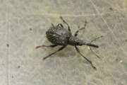 Thumbnail 376481 B